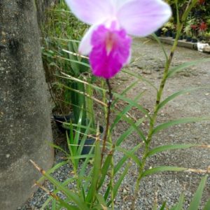 Arundina (orquídea bambu)