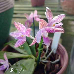 phalaenopsis lueddemanniana