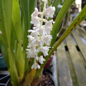eria hyacinthoides