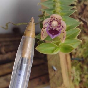 Micro orquídea Dichaea Pendula